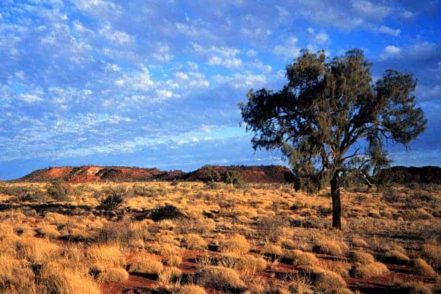 A single tree in a barren landscape in Australialia