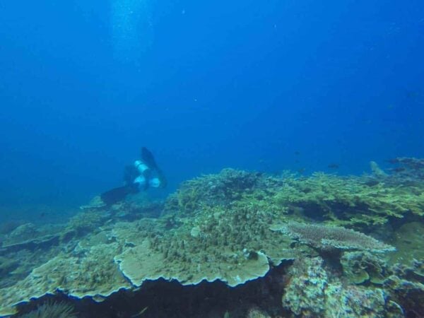 SCUBA Diving Packages | Half Day - 2 Days | REDANG ISLAND, MALAYSIA - Image 3