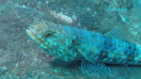 SCUBA Diving Packages | Half Day - 2 Days | REDANG ISLAND, MALAYSIA - Image 4