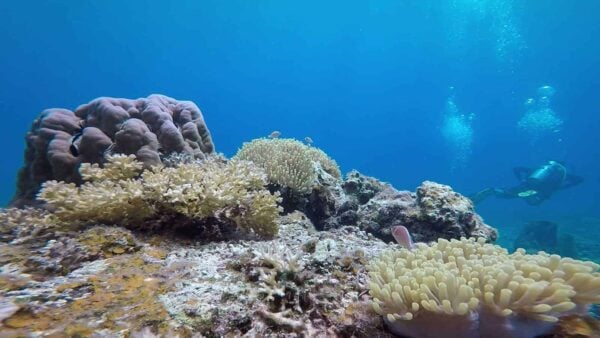 SCUBA Diving Packages | Half Day - 2 Days | REDANG ISLAND, MALAYSIA - Image 8