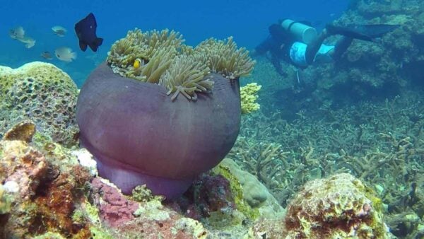 SCUBA Diving Packages | Half Day - 2 Days | REDANG ISLAND, MALAYSIA - Image 9