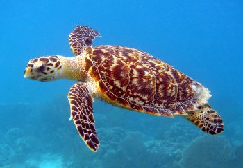 SCUBA Diving Packages | Half Day - 2 Days | REDANG ISLAND, MALAYSIA