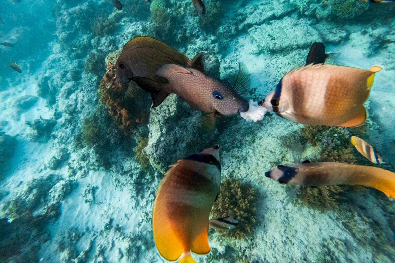 Snorkeling in Gili Trawangan, Indonesia Turtles and Tips!