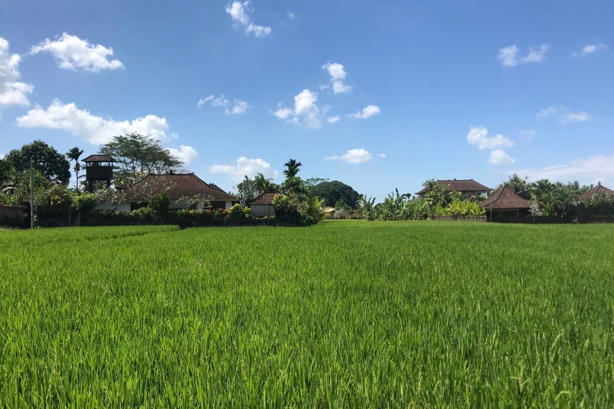 Rice fields in Ubud, Bali