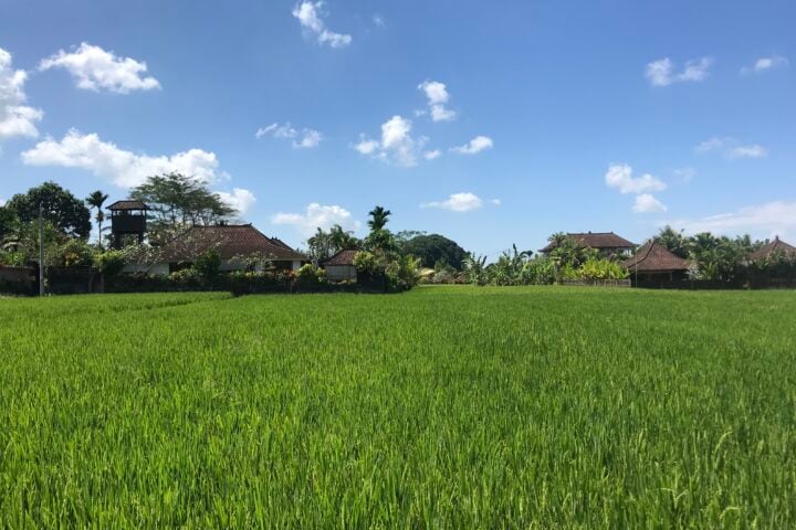 Rice fields in Ubud, Bali