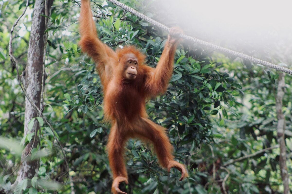 Orangutan hanging on rope.