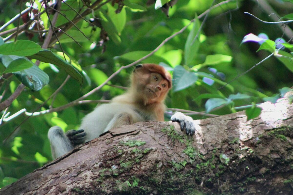 Young proboscis monkey in tree.